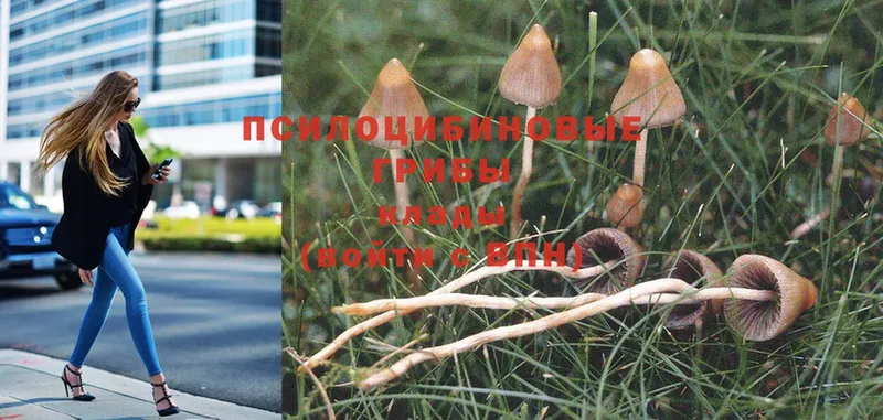 Псилоцибиновые грибы MAGIC MUSHROOMS  закладка  Орёл 